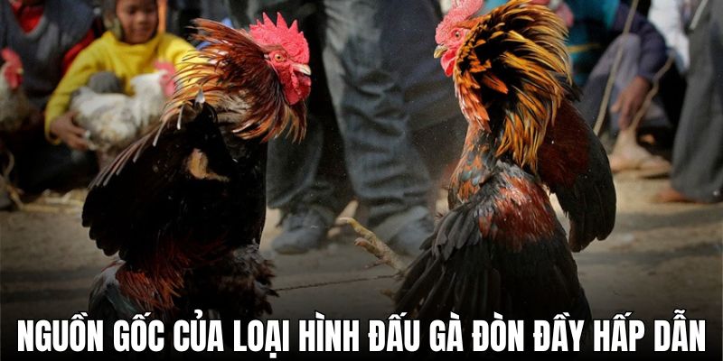 Nguồn gốc của loại hình đá gà đòn đầy hấp dẫn