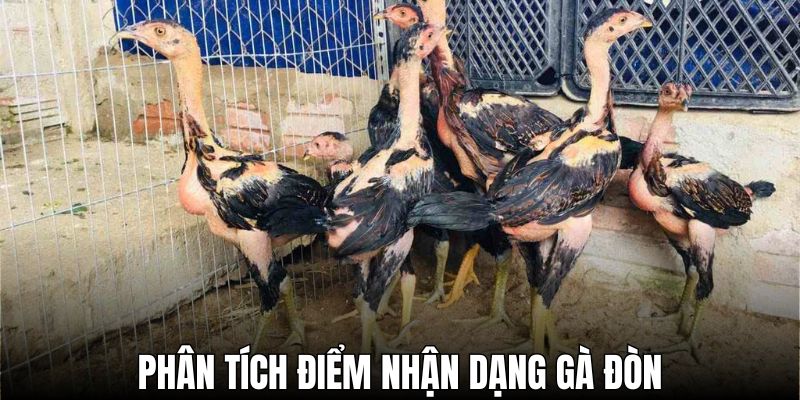 Phân tích điểm nhận dạng gà đòn qua giao diện bên ngoài