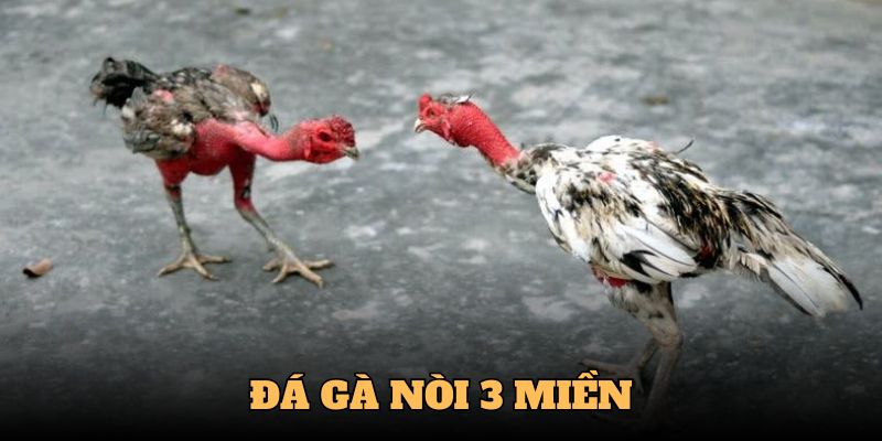 Sự khác biệt của đá gà nòi 3 miền