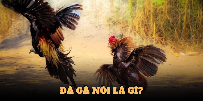 Thế nào là đá gà nòi?